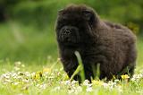 CHOW CHOW 522